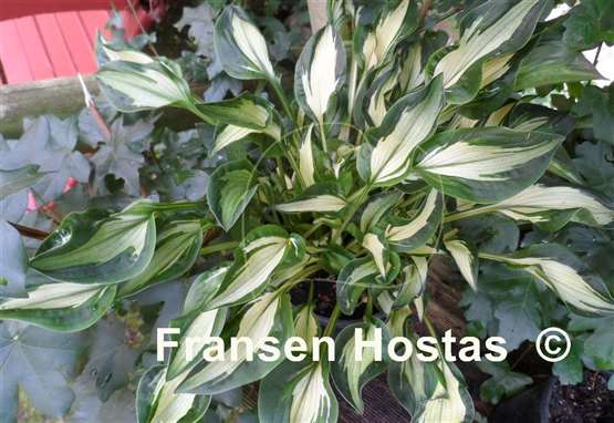 Hosta Little Caesar